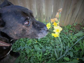 Close-up of black dog