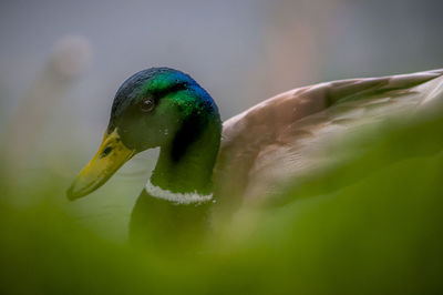 Close-up of mallard duck