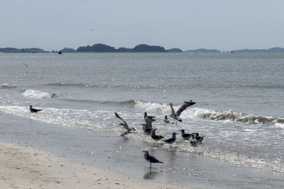 Birds swimming in sea
