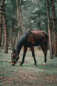 Horses in a field