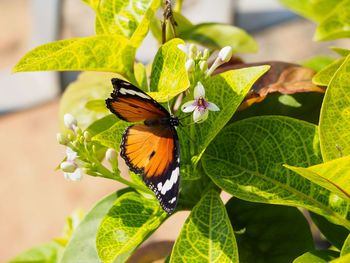 Close-up of butterfly pollinating on leaves