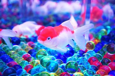 Close-up of fish swimming in aquarium