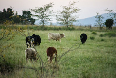 A group of cows, grazing in the mountains