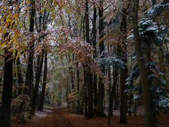 Trees in forest during autumn