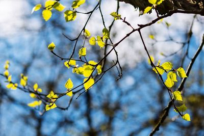 Close-up of yellow flowers against blurred background