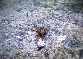 Close-up of spider