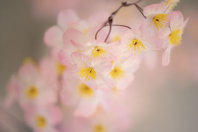 Close-up of pink cherry blossom