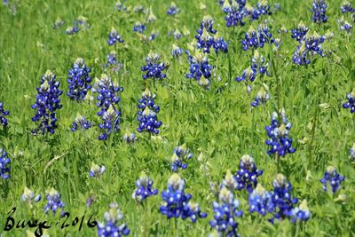 Close-up of purple flowers blooming in field