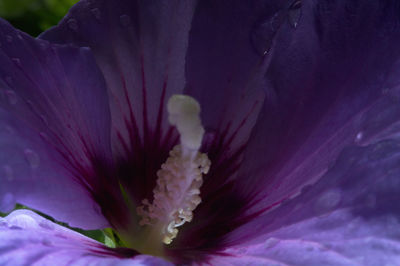 Macro shot of purple flowering plant