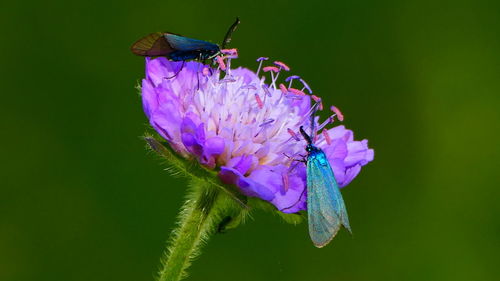 Close-up of insect on purple flower