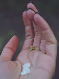 Close-up of hand holding small flower