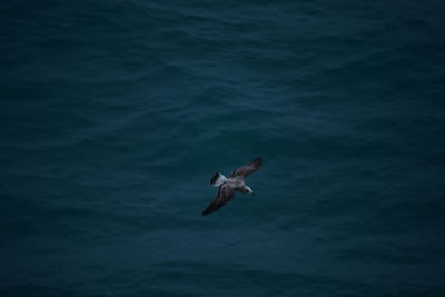 Bird flying over sea