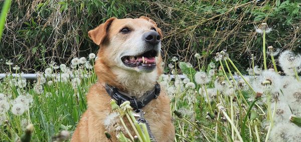 Dog looking away on field