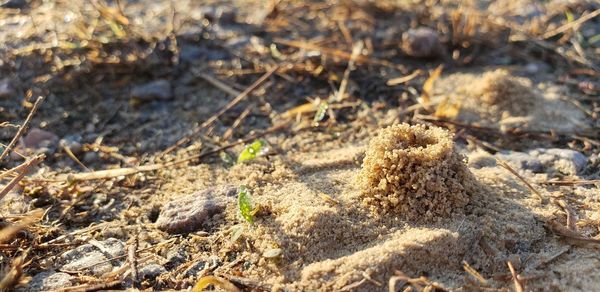 Full frame shot of dry plants on field