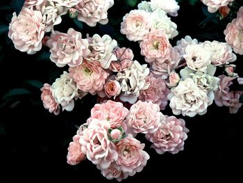 Close-up of pink roses