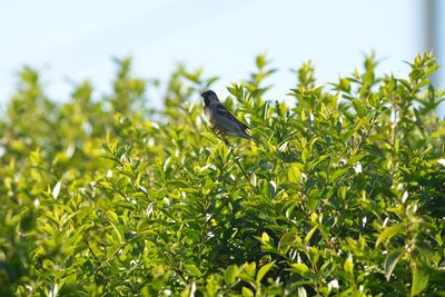 Low angle view of bird perching on tree