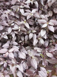 Full frame shot of flowering plant leaves