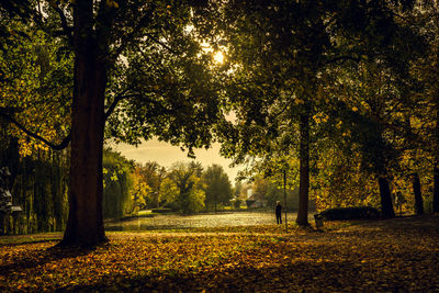 Trees in park during autumn