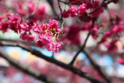 Close-up of pink cherry blossom