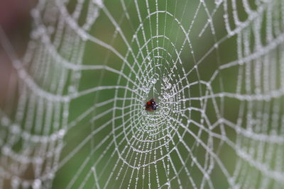 Spider on web