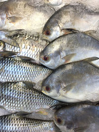 Close-up of fish for sale