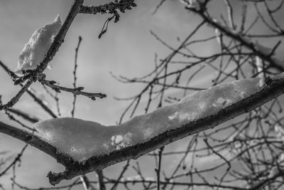 Close-up of frozen branch against sky
