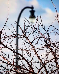 Low angle view of bird perching on bare tree against sky