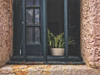 Close-up of plants by window