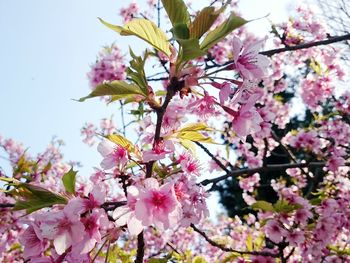 Low angle view of pink flowers blooming on tree