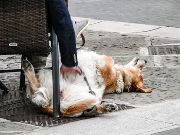 Cat lying on the ground