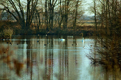 View of birds in lake