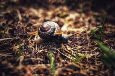 Close-up of snail on land