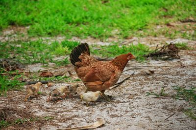 Close-up of hen with chicks