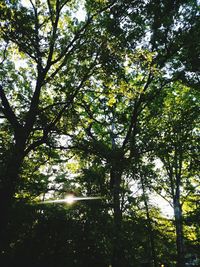 Low angle view of sunlight streaming through trees in forest
