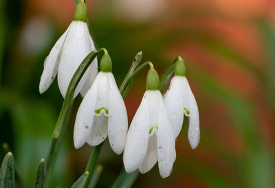 Close up of common snowdrops in bloom