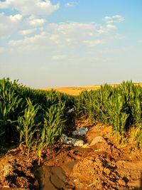 Scenic view of agricultural field against sky