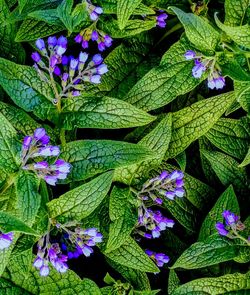 Close-up of purple flowers