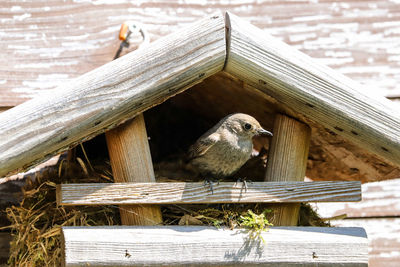 View of bird perching on roof