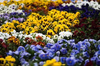 Close-up of yellow flowering plants in park