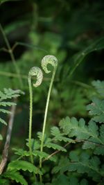 Close up of plant