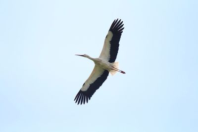 Low angle view of stork against clear sky