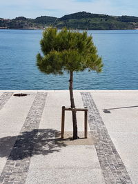 Tree by sea against sky