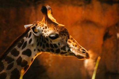 Close-up of giraffe