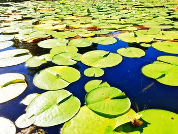 Leaves floating on water