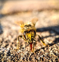 Close-up of bee