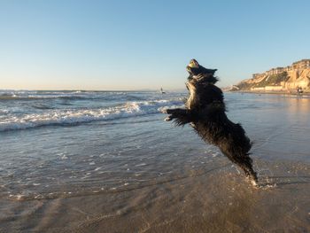Dog playing catch on beach