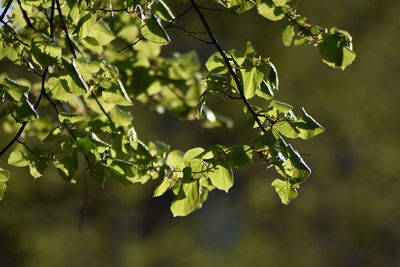 Close-up of plant growing on tree