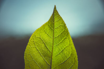 Close-up of green leaves