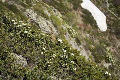 High angle view of moss on rock