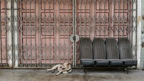 Dog relaxing by empty seats against gate